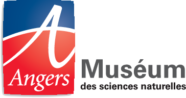 Museum of Angers